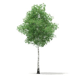 3d model of silver birch tree betula
