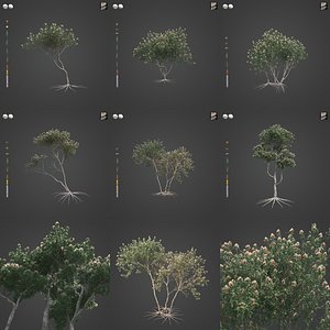 2021 PBR White Mallee Collection - Eucalyptus Dumosa