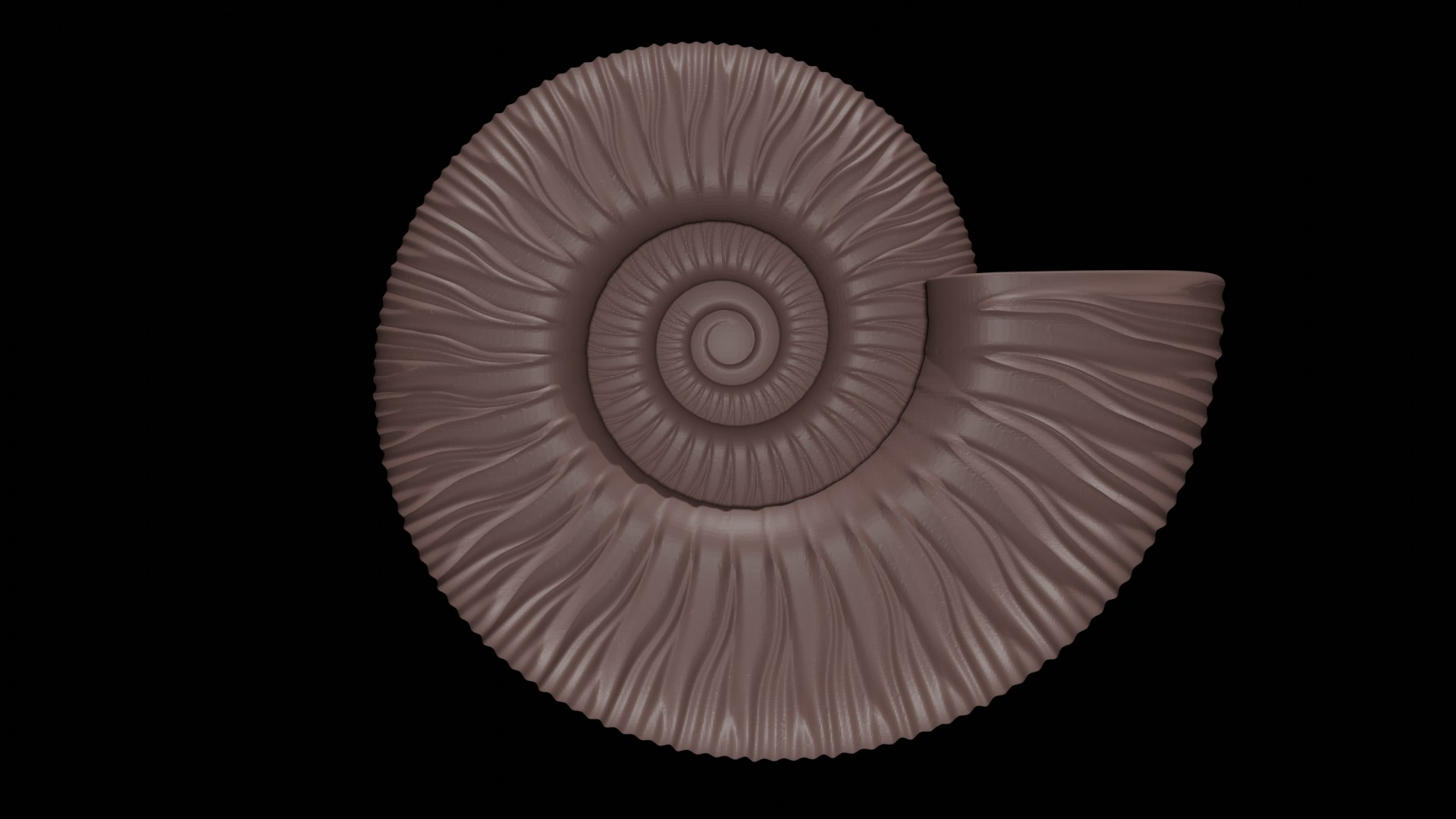 3D Ammonoid Shell With Virgatotome Ribs - TurboSquid 2296644