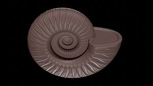 3D Ammonoid shell with virgatotome ribs