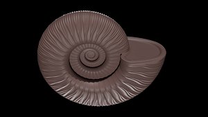Ammonoid shell with virgatotome ribs