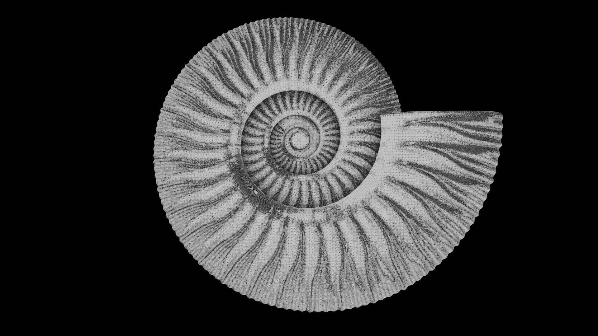 3D Ammonoid Shell With Virgatotome Ribs - TurboSquid 2296644