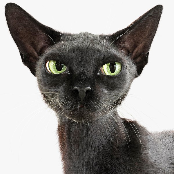 3D Cat Black Fur Shorthair Rigged XGen Core