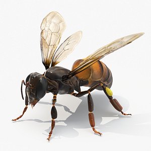 Honey Bee Insect Rigged for Cinema 4D 3D