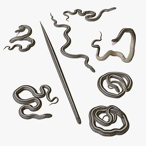 Garter Snake - 3D Mesh