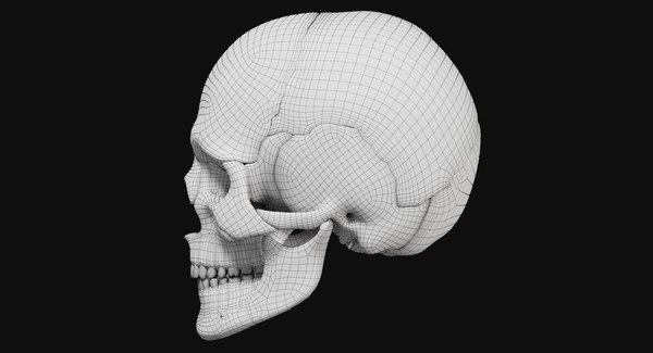 3D male skull - TurboSquid 1385650