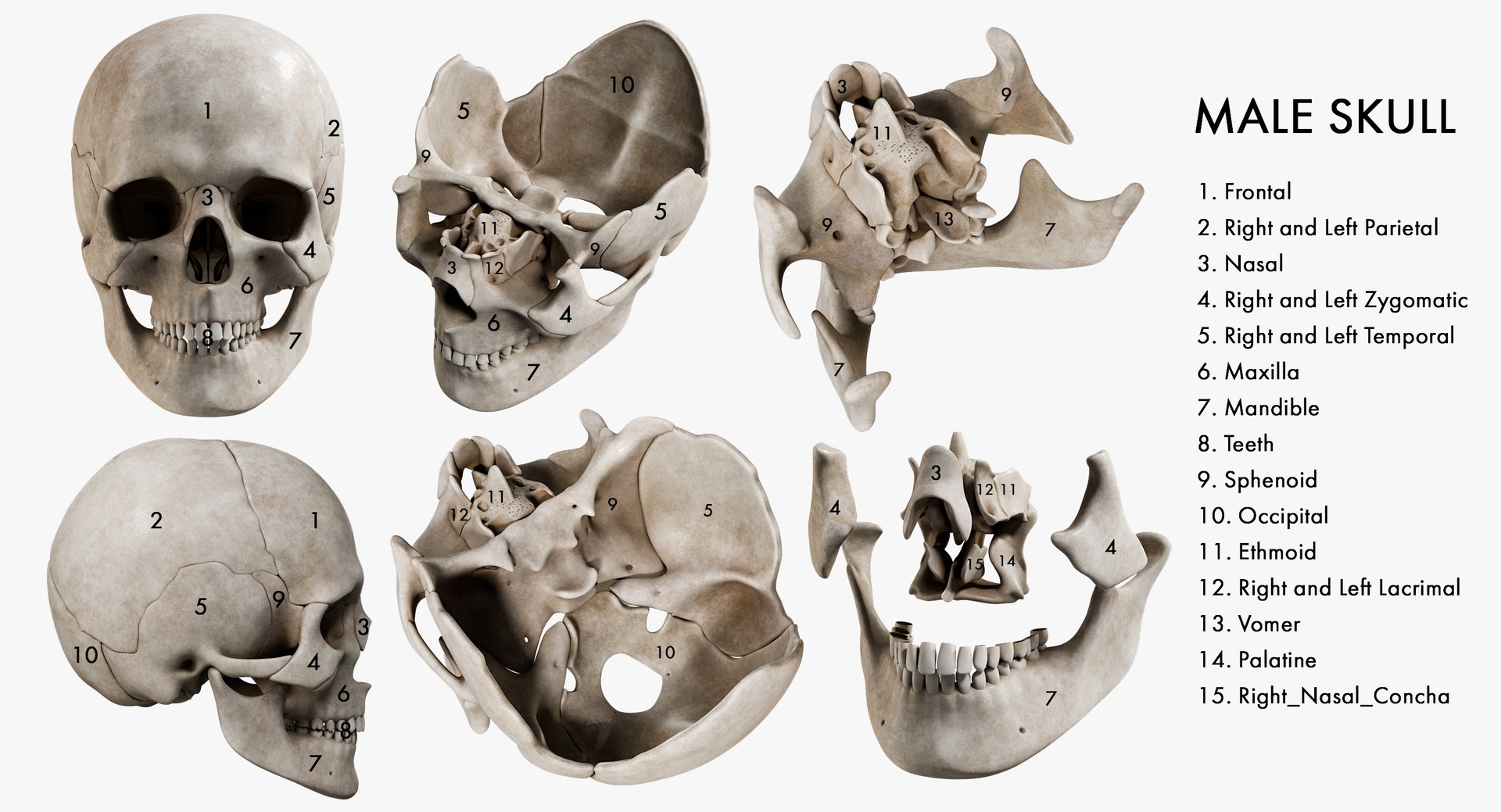 3D male skull - TurboSquid 1385650