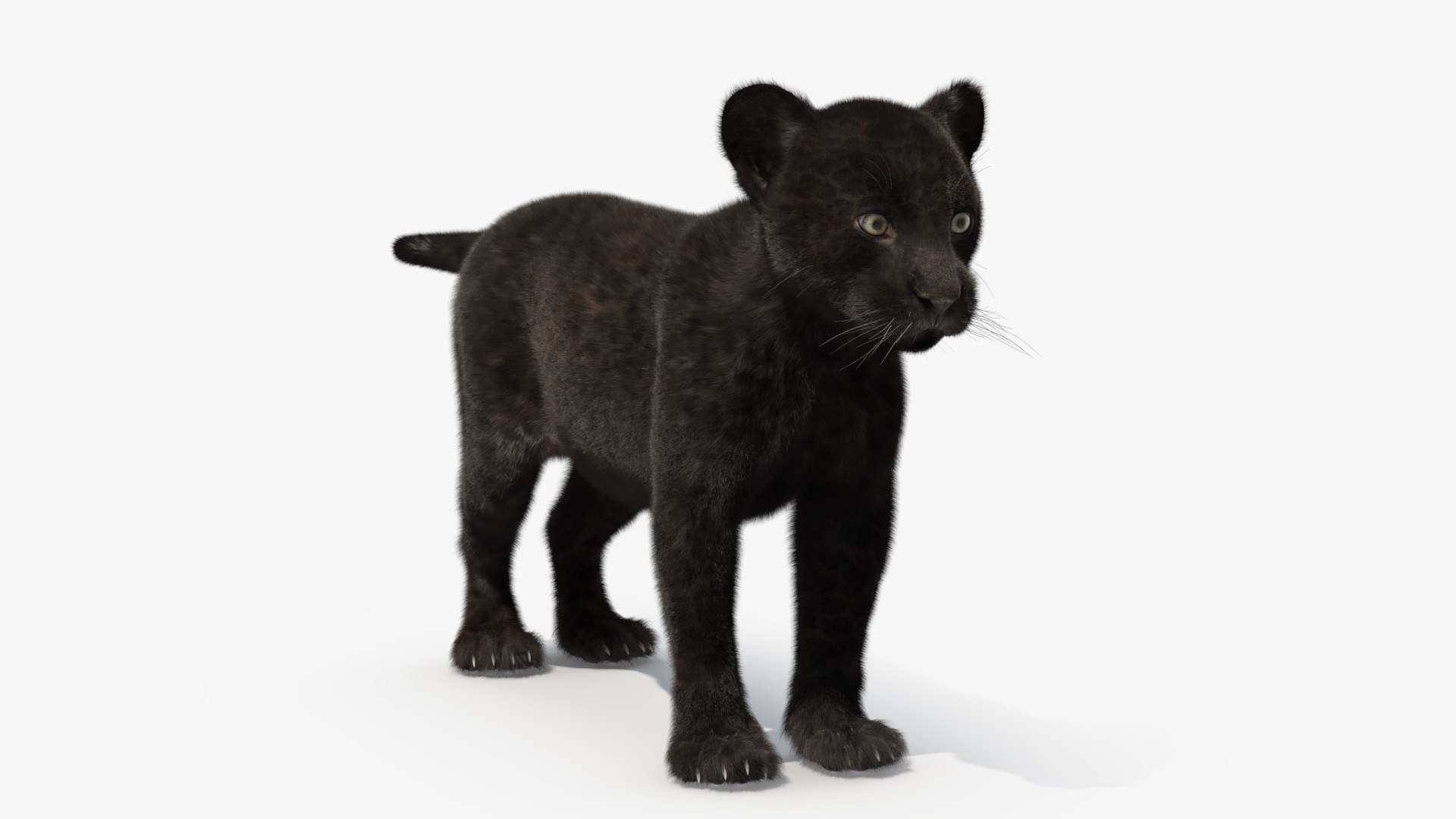 Panther Cub Fur Rigged Model - TurboSquid 2335673, image size:1920x1080