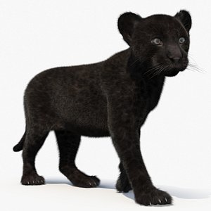 Panther Cub Fur Rigged model