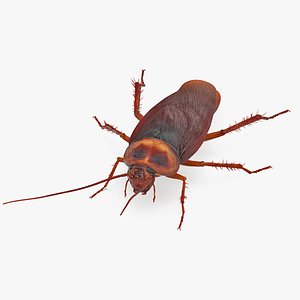 Animated Cockroach Spinning Rigged for Maya