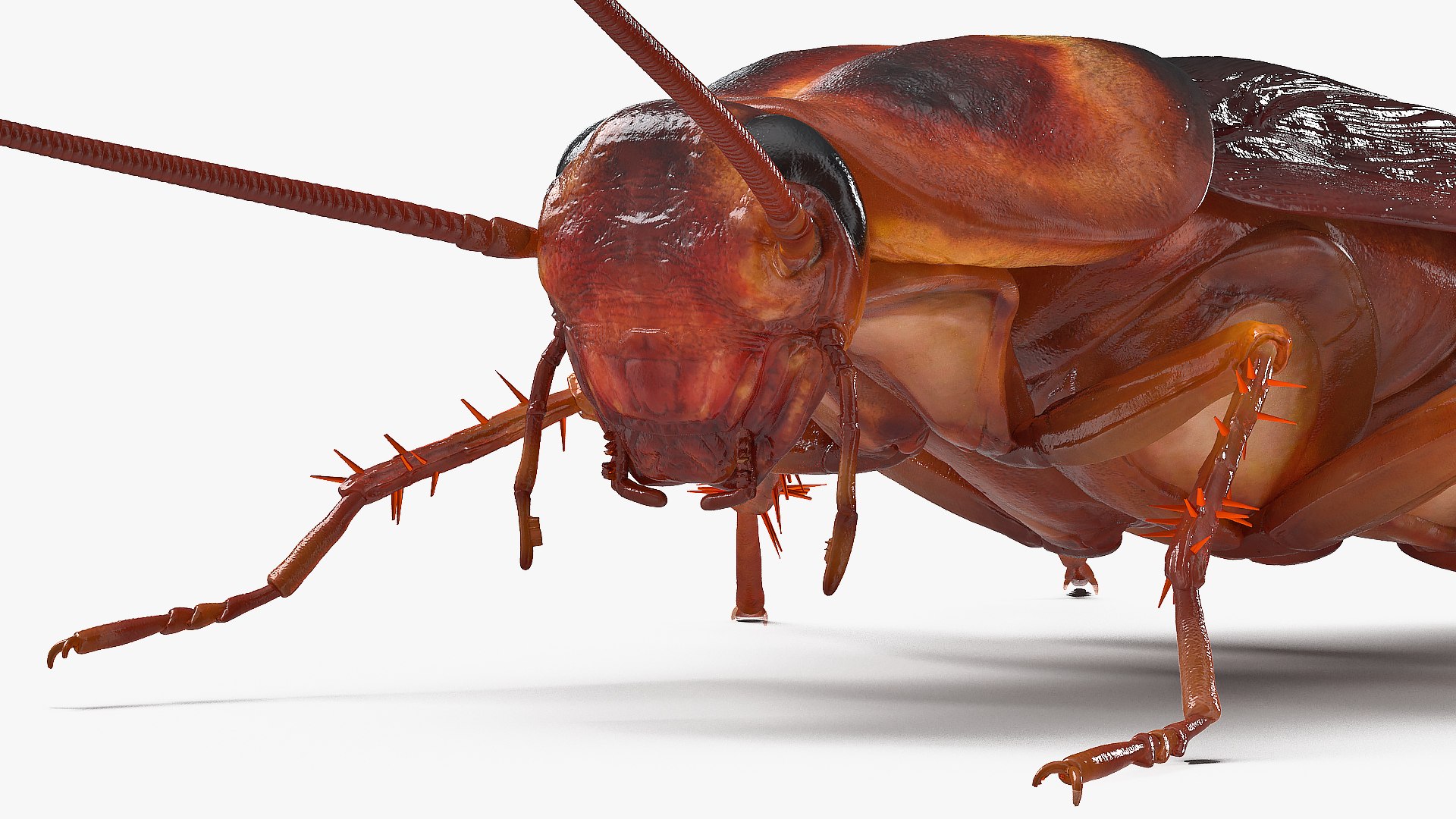 3D Animated Cockroach Spinning Rigged For Maya Model - TurboSquid 2105624
