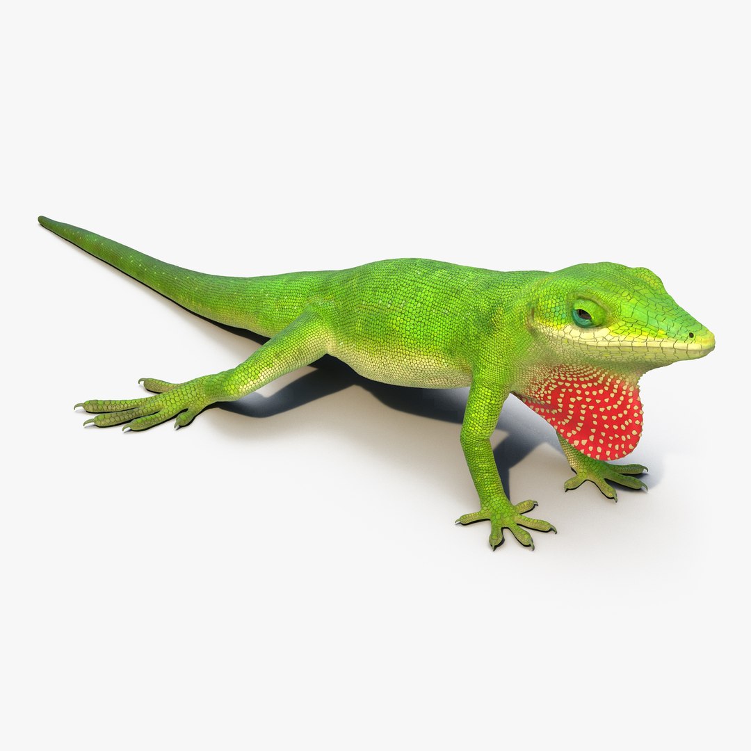 Carolina Anole Lizard 3D model preview