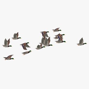 3D small flock ducks flying