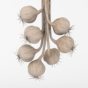 3d model of bunch garlic