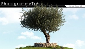 3d Olive Tree 03