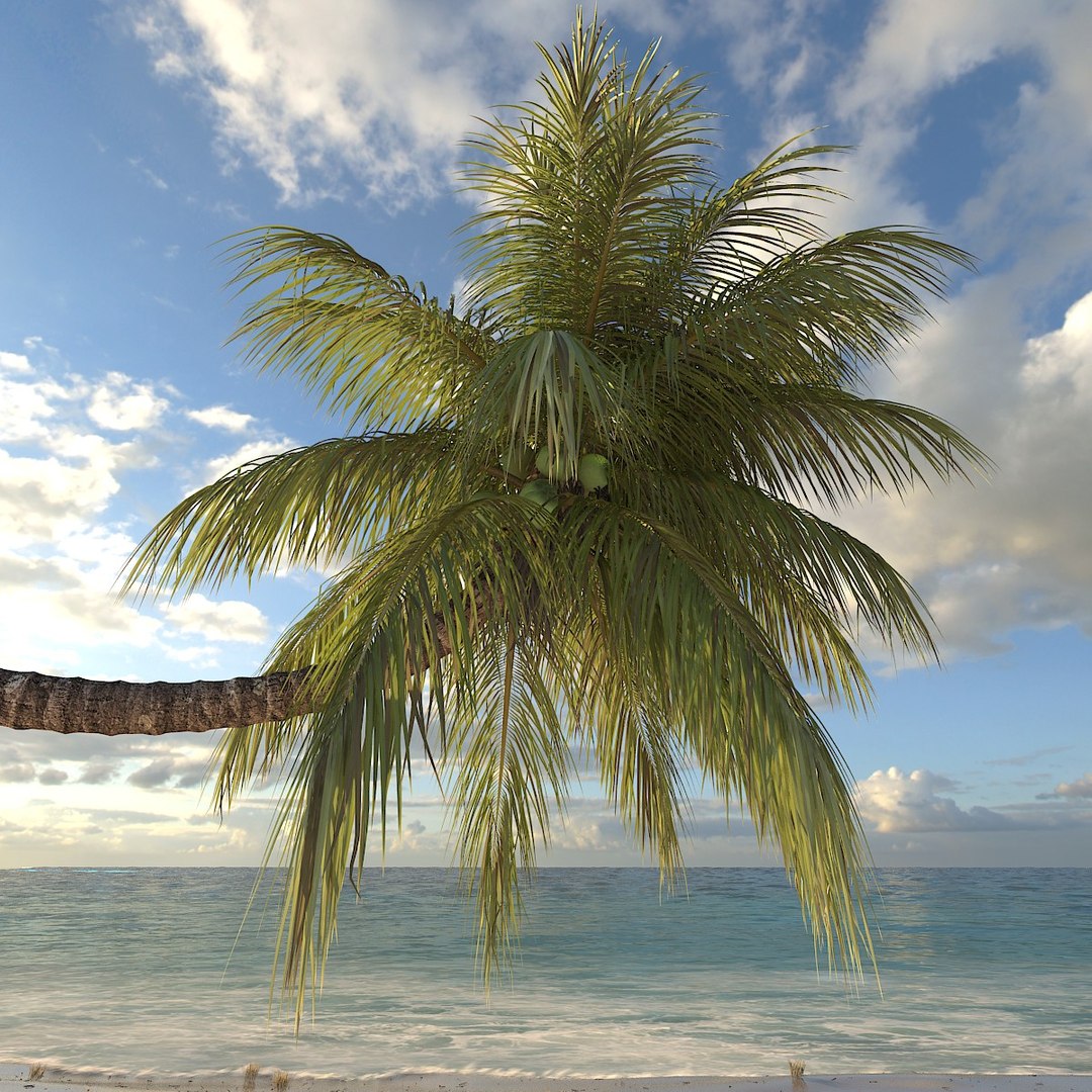 3dsmax coconut palm tree https://p.turbosquid.com/ts-thumb/ja/la5DpI/hb26aI7u/palm_coconut03_dusk_f_0003/jpg/1417113552/1920x1080/fit_q87/f9e90469320eb5d78cc1e620616d0fcfde4058cd/palm_coconut03_dusk_f_0003.jpg