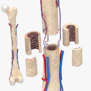 Inside bone with Healthy and osteoporotic section