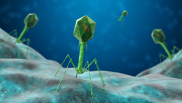 3d T4 Virus Model - Turbosquid 1517124