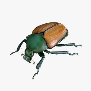Beetle Chafer Popillia quadriguttata