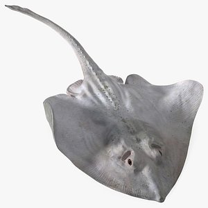 3D model White Bathyraja Lindbergi Looking for Food