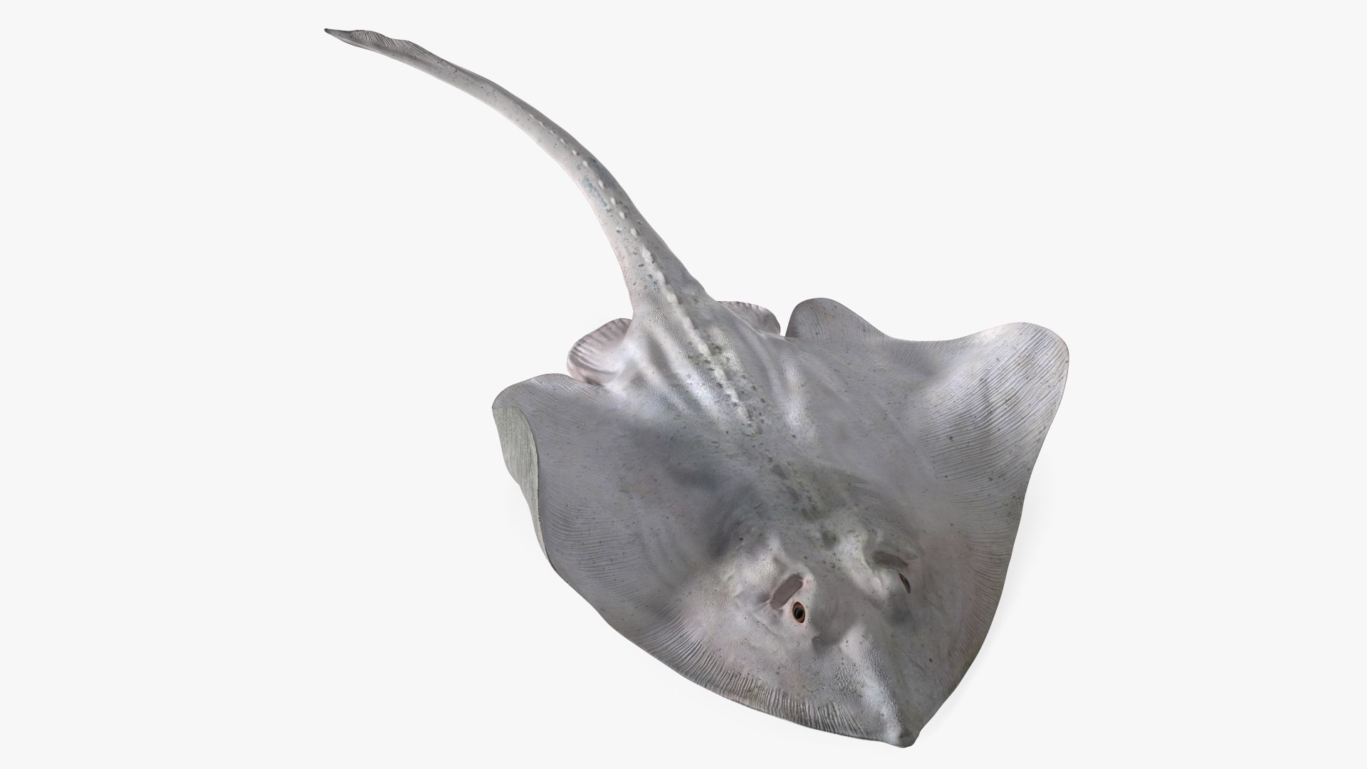 White Bathyraja Lindbergi Looking for Food 3D model preview