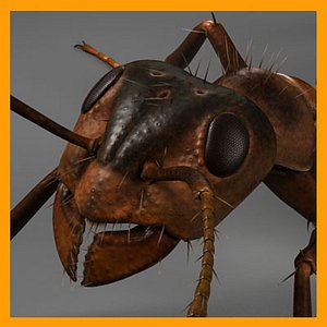Red ant