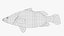 Nile Perch