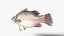 Nile Perch
