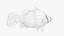Nile Perch