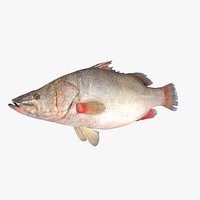 Nile Perch