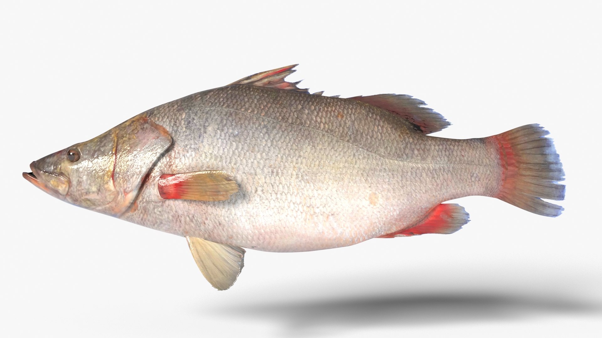 Nile Perch 3D model https://p.turbosquid.com/ts-thumb/jb/WmUE4g/bd/nileperch_02/jpg/1652199118/1920x1080/fit_q87/e028e6da07f89eeee2550481d546296844e661ba/nileperch_02.jpg