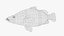 Nile Perch