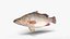 Nile Perch