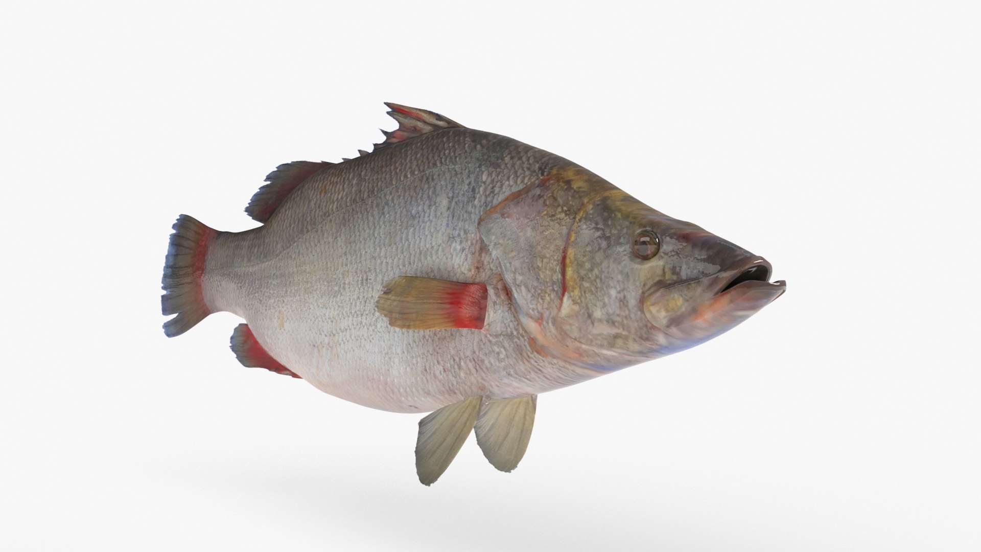 Nile Perch 3D model https://p.turbosquid.com/ts-thumb/jb/WmUE4g/km/nileperch_06/jpg/1652199117/1920x1080/fit_q87/bf2858f685347abb012271f286bb8ab8b65f1a0c/nileperch_06.jpg