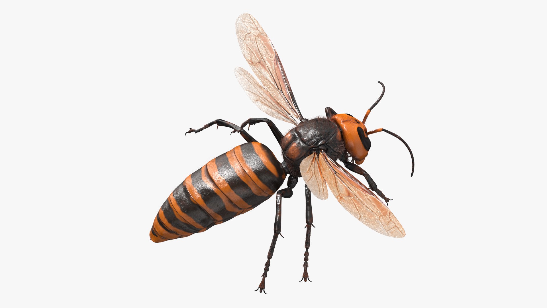 Giant Asian Hornet Fur Flying Pose 3D model preview