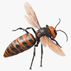 3D model Giant Asian Hornet Fur Flying Pose
