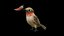 Colibrì