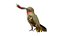 Colibrì