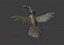 Colibrì