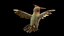 Colibrì