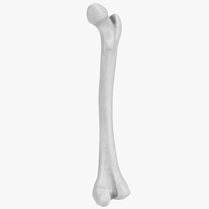 anatomy - human femur 3d model