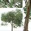 3D model Set of Tilia euchlora or Caucasian Linden Tree - 2 Trees