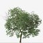 3D model Set of Tilia euchlora or Caucasian Linden Tree - 2 Trees