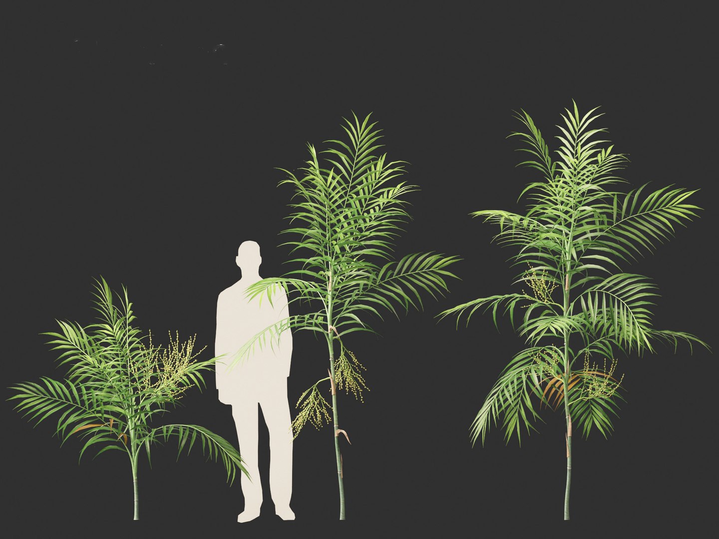 Chamaedorea elegans - Parlor palm model https://p.turbosquid.com/ts-thumb/jc/0rSM31/F8/chamaedoreaelegans01_4/jpg/1691924878/1920x1080/fit_q87/25978108eac7009654171d3614d590169e5ec4f2/chamaedoreaelegans01_4.jpg