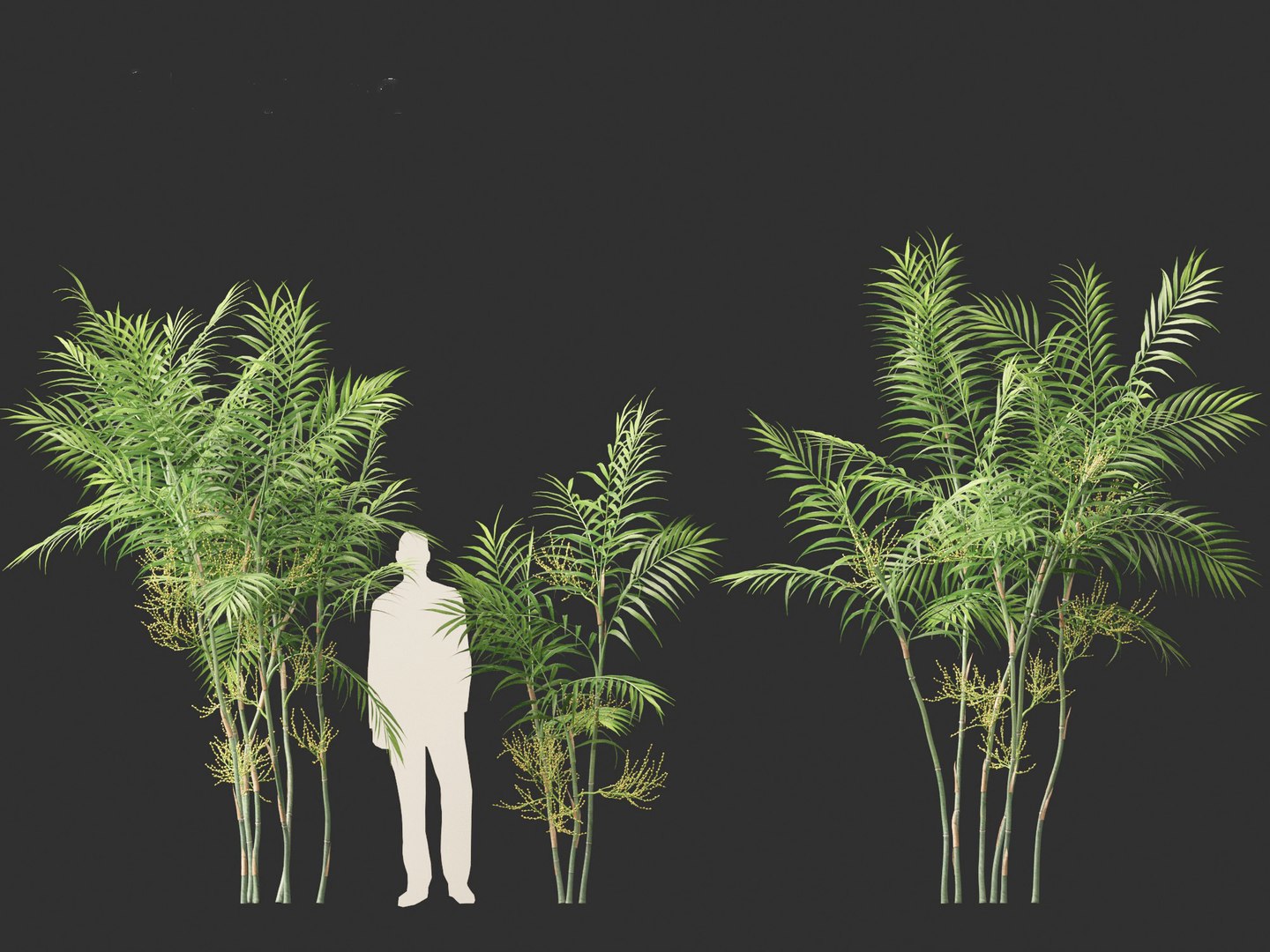 Chamaedorea elegans - Parlor palm model https://p.turbosquid.com/ts-thumb/jc/0rSM31/MU/chamaedoreaelegans01_6/jpg/1691924880/1920x1080/fit_q87/2499490994b0469c34675b520eaa0d7b47fec803/chamaedoreaelegans01_6.jpg