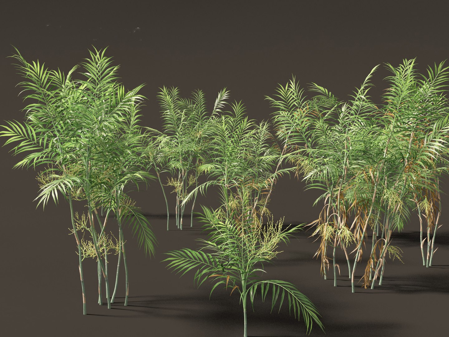 Chamaedorea elegans - Parlor palm model https://p.turbosquid.com/ts-thumb/jc/0rSM31/of/chamaedoreaelegans01_12/jpg/1691924899/1920x1080/fit_q87/6145515dbe01b95ce5fef57288db057c6a0bfdce/chamaedoreaelegans01_12.jpg