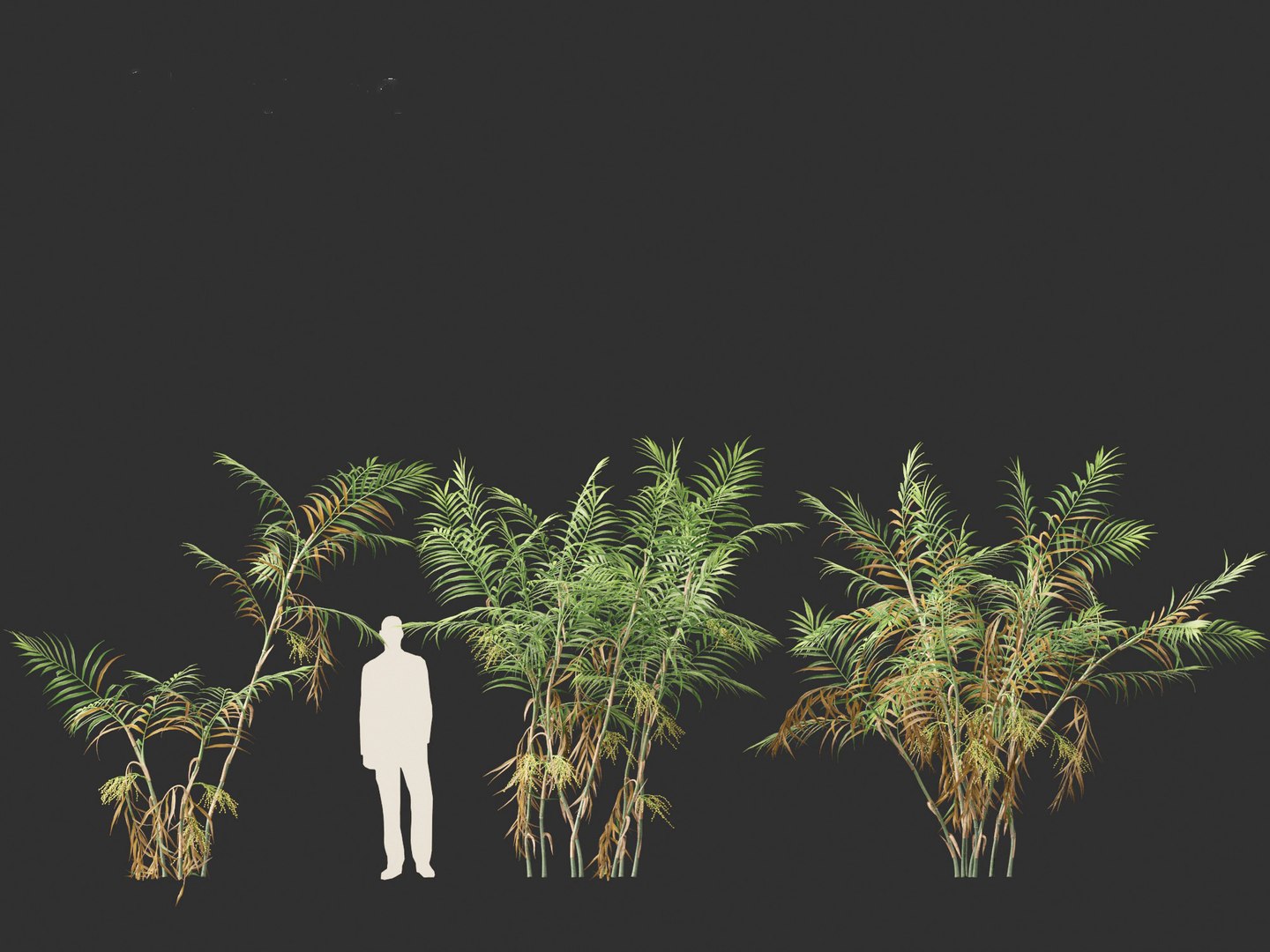 Chamaedorea elegans - Parlor palm model https://p.turbosquid.com/ts-thumb/jc/0rSM31/xU/chamaedoreaelegans01_10/jpg/1691924891/1920x1080/fit_q87/434460f26ced63b45a29d7e9355ce91374fe6ae0/chamaedoreaelegans01_10.jpg