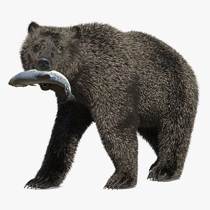 Brown Bear Carrying Fish in Teeth Fur