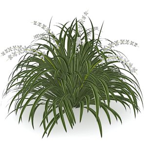 3ds giant planted liriope