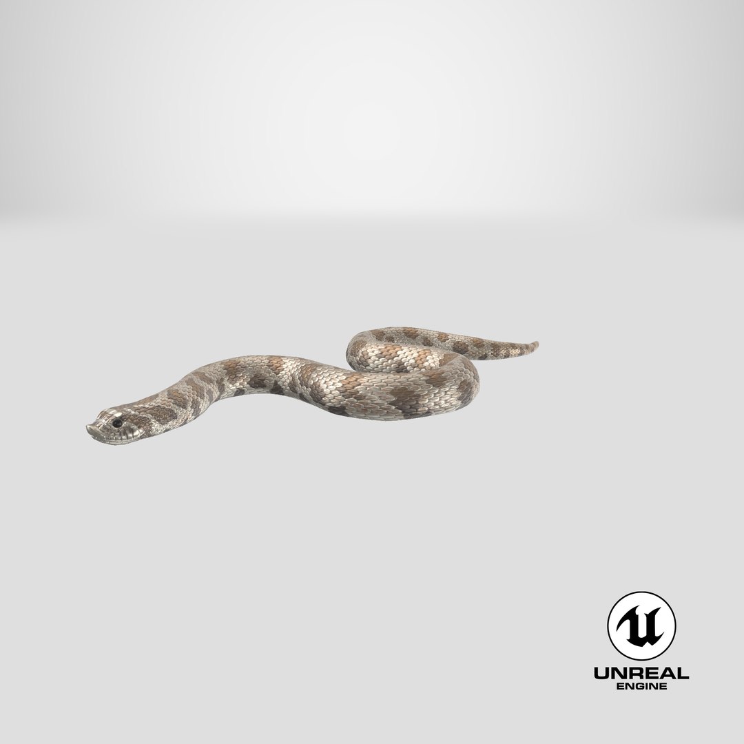 crawling brown hognose snake 3D https://p.turbosquid.com/ts-thumb/jc/3yd10s/1w/stemcell_unreal_render/png/1669840750/1920x1080/fit_q87/d05d225b4275ad6fc27d7f9a1e27d2df683d226b/stemcell_unreal_render.jpg